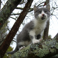 Photo de profil de Kolo