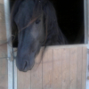 Photo de Virgil