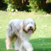 Photo de Domino