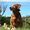 Photo de Poulbo