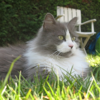 Photo de profil de Virus