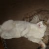 Photo de Biscuit