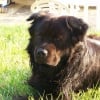 Photo de Romeo
