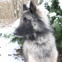 Photo de profil de Volfy