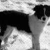 Photo de Syrius black