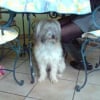 Photo de Lilas