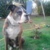 Photo de Sam, Boxer