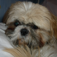 Photo de profil de Snoopy