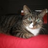 Photo de Leeloo