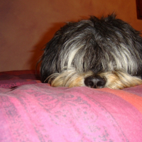 Photo de profil de Patch