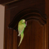 Photo de Pistache