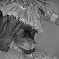 Photo de profil de Halphéa