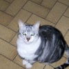 Photo de Grisette