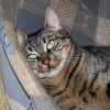 Photo de Tigrette