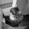 Photo de Dior, Maine Coon