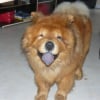 Photo de Romeo