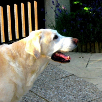 Photo de profil de Lester
