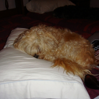 Photo de profil de Prince