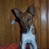 Photo de Dixie, Fox Terrier