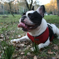 Photo de profil de Guizmo
