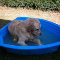 Photo de profil de Cookie