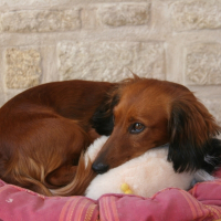 Photo de profil de Bahia