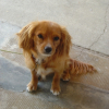 Photo de Domino