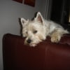 Photo de Banquise