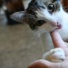 Photo de Musha