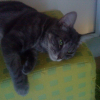 Photo de Minette