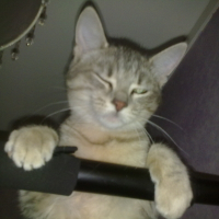 Photo de profil de Pouchine