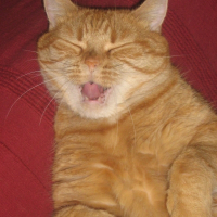 Photo de profil de Pilouette