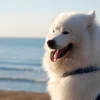 Photo de Alaska