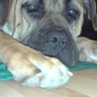 Photo de profil de Carnage
