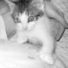 Photo de Carino 59
