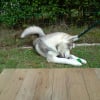 Photo de Saphir