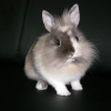 Photo de Dewey