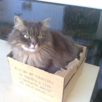 Photo de profil de Grisette