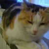 Photo de Chouquette