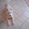Photo de Topaze