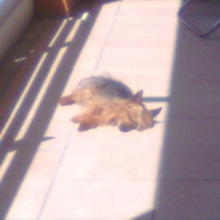 Photo de profil de Schwepps