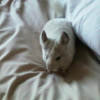 Photo de Leiko, Chinchilla