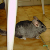 Photo de Grisouille