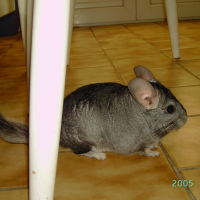 Photo de profil de Grisouille