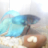 Photo de Ocean
