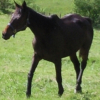 Photo de Bigue baya
