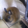 Photo de Lapinou