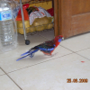 Photo de Pepita