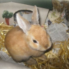 Photo de Chouchou, Lapin