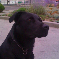 Photo de profil de Drake